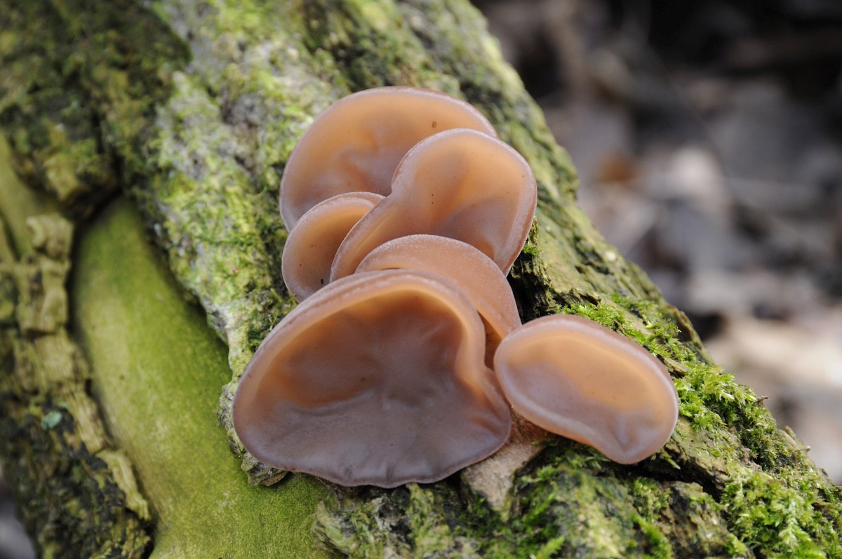 Nudist plyajda qora tanli odam video Qora fohishalar